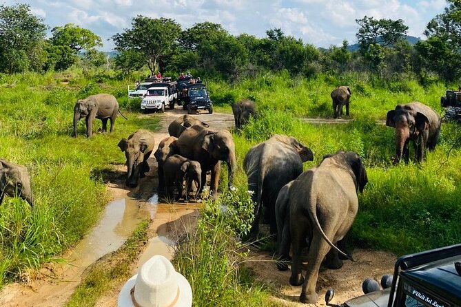 Private Safari Tours in Minneriya National Park - Is $50 really the full price?