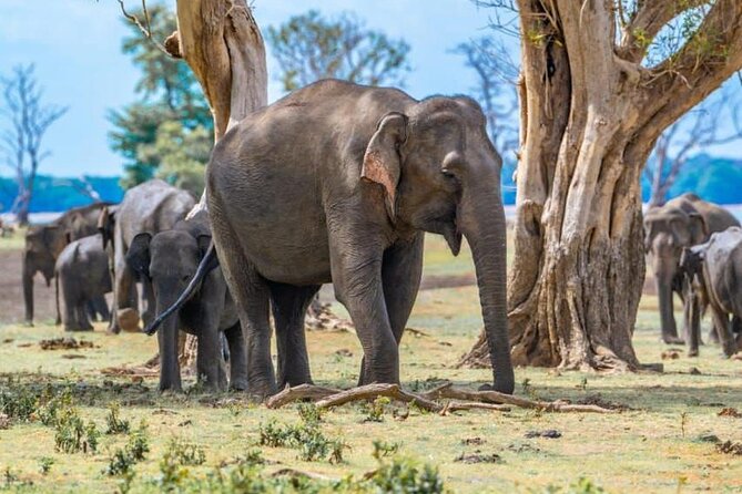 Private Safari Tours in Minneriya National Park - Who will get the most from this safari?