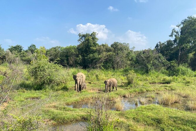 Private Safari Tours in Minneriya National Park - Practical details before you reserve
