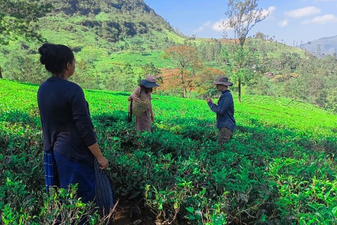 Private Taxi Service Around Sri Lanka with Airport Pickup & Drop - What the Three-Hour Ride Includes
