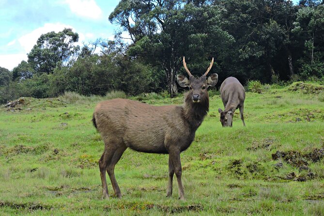 Private Tour in Horton Plains National Park ( World's End) with Pickup - Horton Plains at 2,000 meters