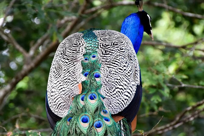Private Tour: Udawalawe National Park Safari - Elephants, buffalo, crocodiles, and birds