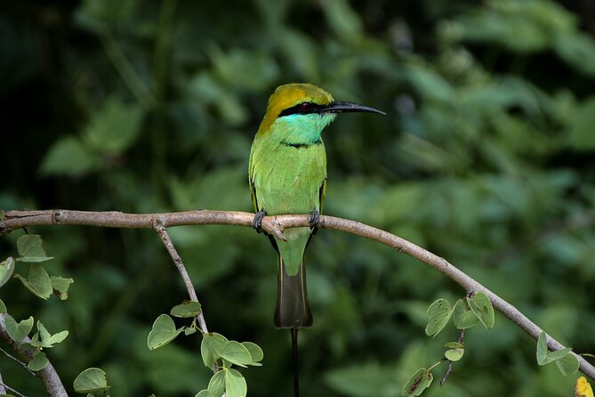 Private Tour: Udawalawe National Park Safari - What the private format is worth