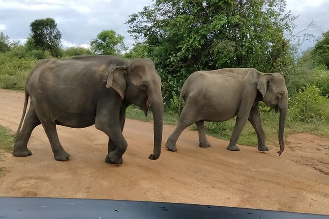 Private Tour: Udawalawe National Park Safari - A realistic look at the park entrance