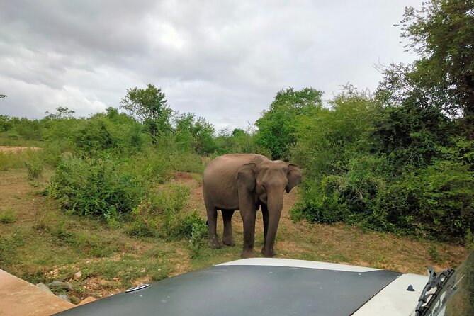 Private Tour: Udawalawe National Park Safari - Choosing between three hours, half-day, and full day