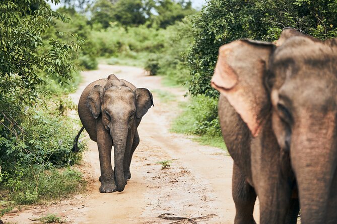 Private Tour: Yala National Park Safari - Why Yala is worth giving a full day
