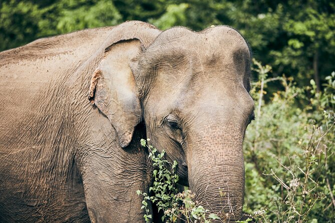 Private Tour: Yala National Park Safari - What the soft-top Jeep changes