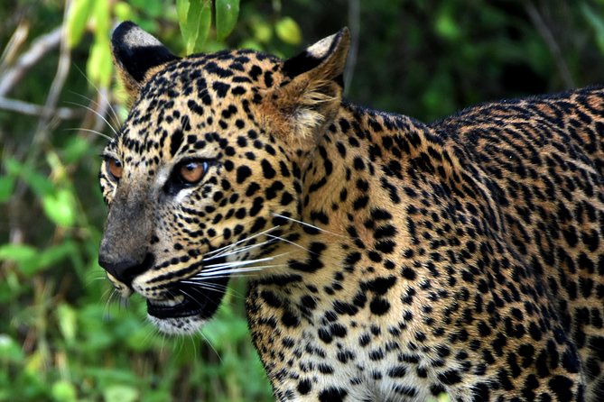 Private Tour : YALA National Park with Experienced Driver and Guide - Why a private Yala safari makes sense