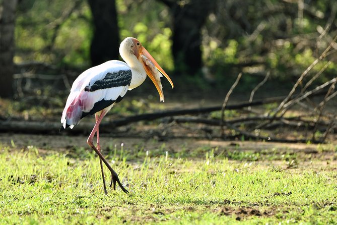 Private Tour : YALA National Park with Experienced Driver and Guide - Searching for Yala’s big three