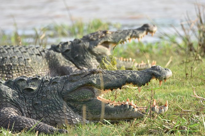 Private Tour : YALA National Park with Experienced Driver and Guide - The guide’s role is the real value