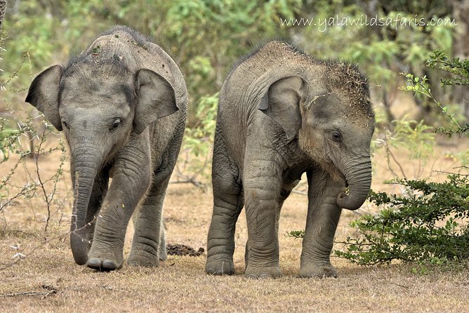 Private Tour : YALA National Park with Experienced Driver and Guide - Photographs, patience, and realistic expectations