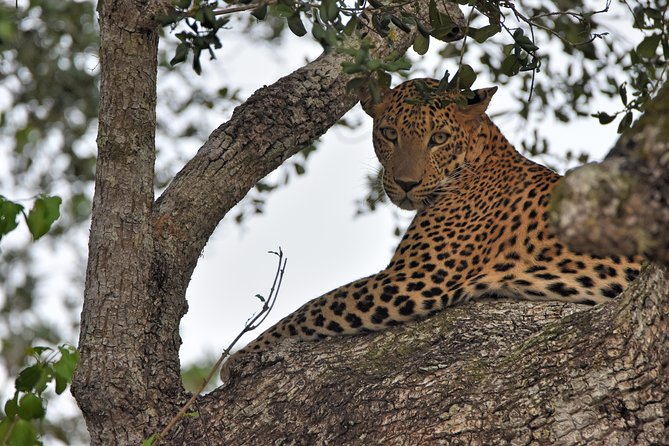 Private Tour : YALA National Park with Experienced Driver and Guide - What is included, and what you still need to plan