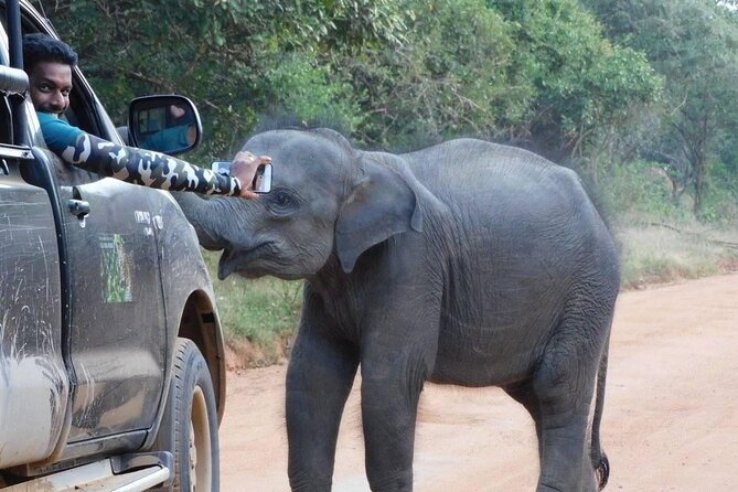 Private Tour : YALA National Park with Experienced Driver and Guide - Is $100 per person fair?