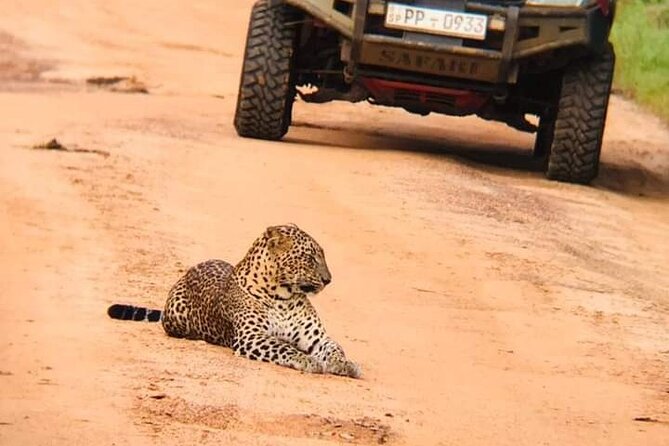 Private Wilpatu National Park Leopard safari from Colombo/Negambo - Key points about the Wilpattu safari