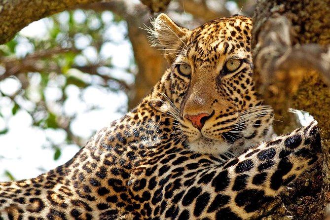 Private Yala Safari Day Trip & Exclusive Beach BBQ Dinner - From wildlife to a private beach near Palatupana