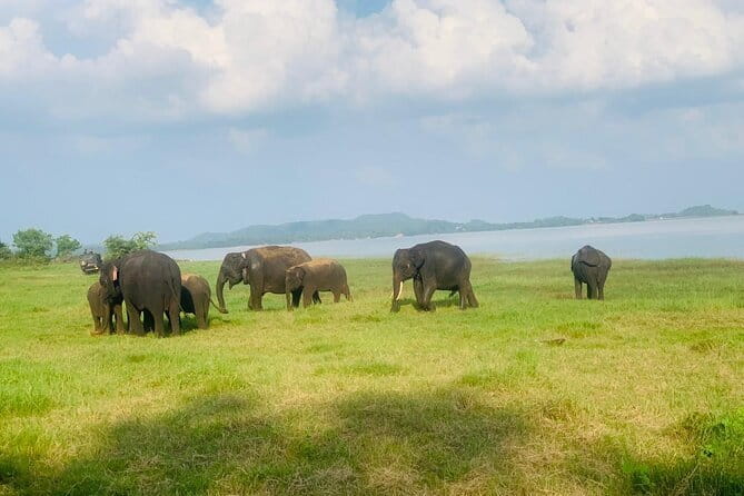 Safari Adventure in Minneriya national Park Sri Lanka - Inside Minneriya National Park