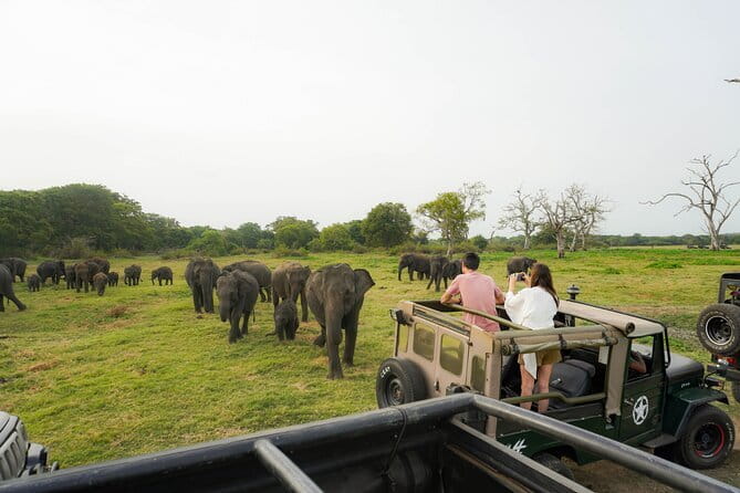 Safari Adventure in Minneriya national Park Sri Lanka - Is $75 per person fair?