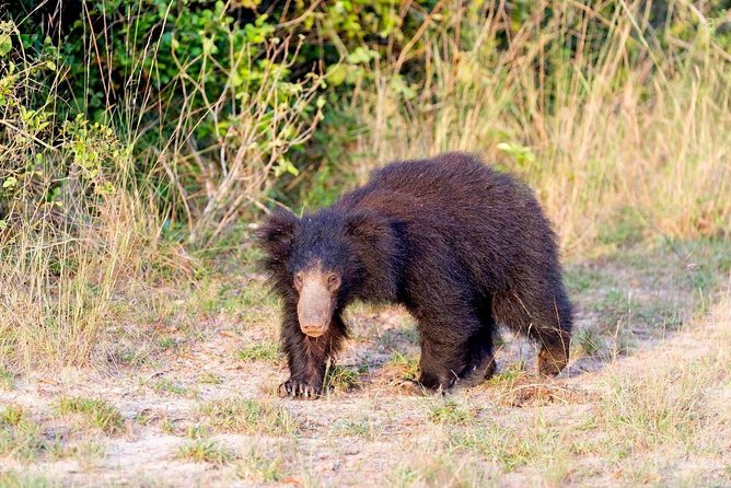 Safari at Wilpattu National Park from Negombo (All inclusive day tour) - Why Wilpattu makes this a serious wildlife day
