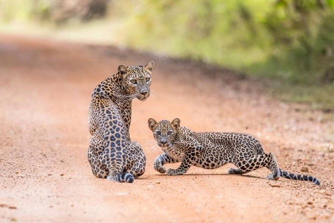 Safari at Wilpattu National Park from Negombo (All inclusive day tour) - Entering Wilpattu by safari Jeep