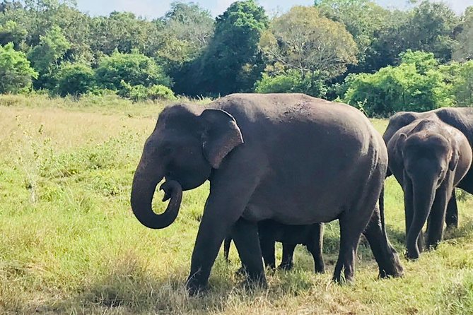 Safari Tour at Minneriya National Park - Key points to know before booking