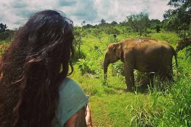 Safari Tour at Minneriya National Park - Morning at 6:00 am or afternoon at 1:30 pm?