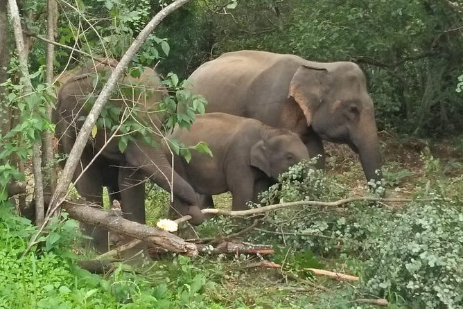 Safari Tour at Minneriya National Park - What the five-hour outing feels like