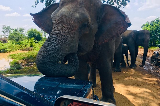 Safari with Sheran Udawalawe National Park - What you may see beyond elephants