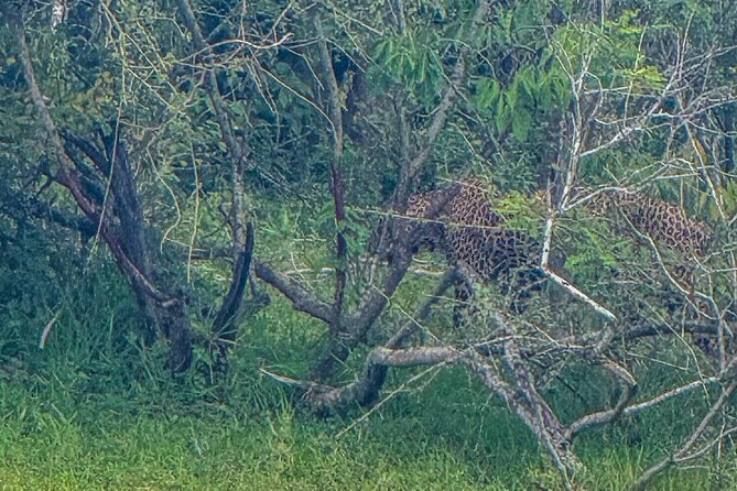 Safari with Sheran Udawalawe National Park - Early morning timing, breakfast, and the lake