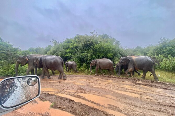 Safari with Sheran Udawalawe National Park - The real cost: $22 plus the park admission