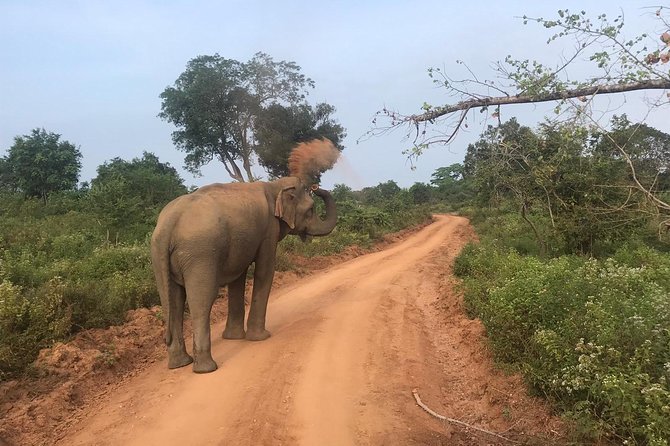 Safari with Sheran Udawalawe National Park - Who will get the most from this safari