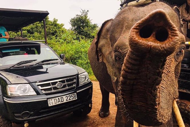 Safari with Sheran Udawalawe National Park - Sheran’s guiding style and the value of local knowledge