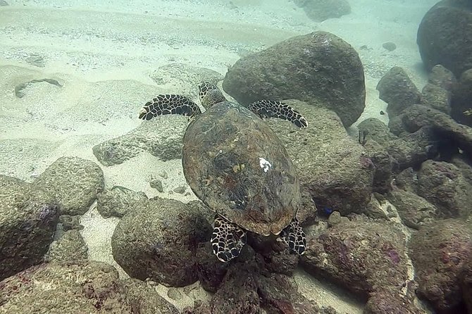 Scuba Diving at Unawatuna - Equipment, medical support, and GoPro photos