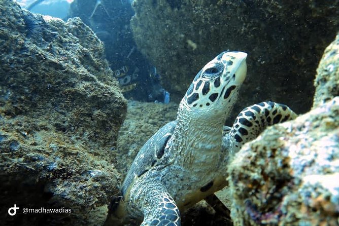 Scuba Diving at Unawatuna - Who will get the most from this session