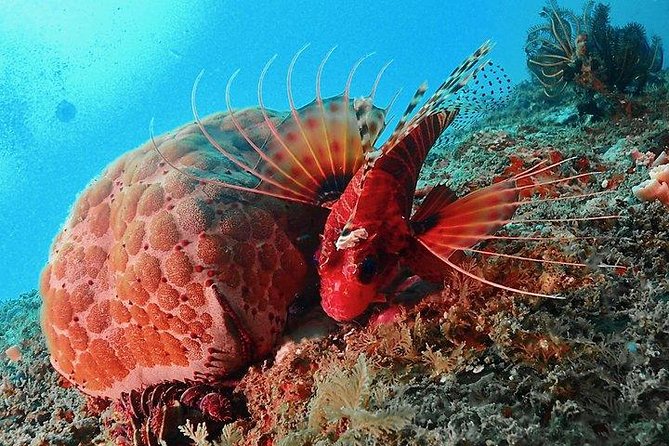 Scuba Diving For Beginners - Pool practice makes the ocean portion less daunting