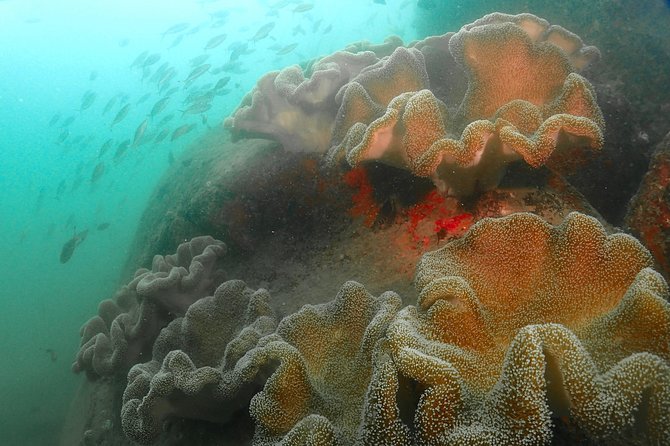 Scuba Diving For Beginners - Timing, group size, and the Unawatuna location