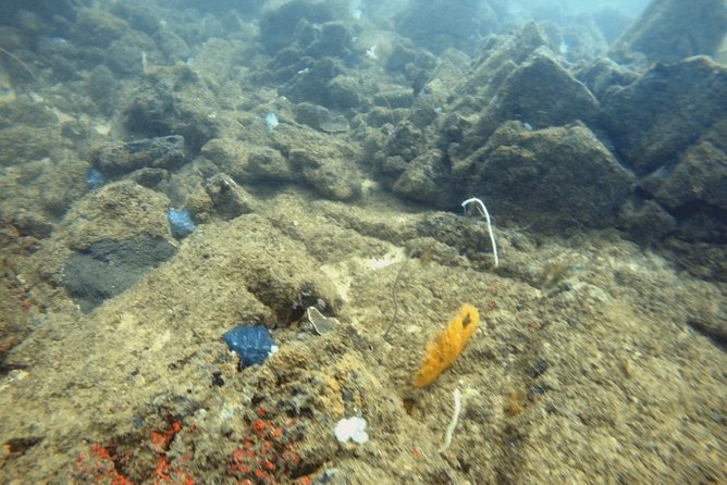 Scuba Diving in Mirissa - What makes the Mirissa underwater trip appealing
