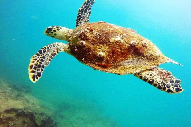 Scuba Diving in Mirissa - Is $75 a fair price?