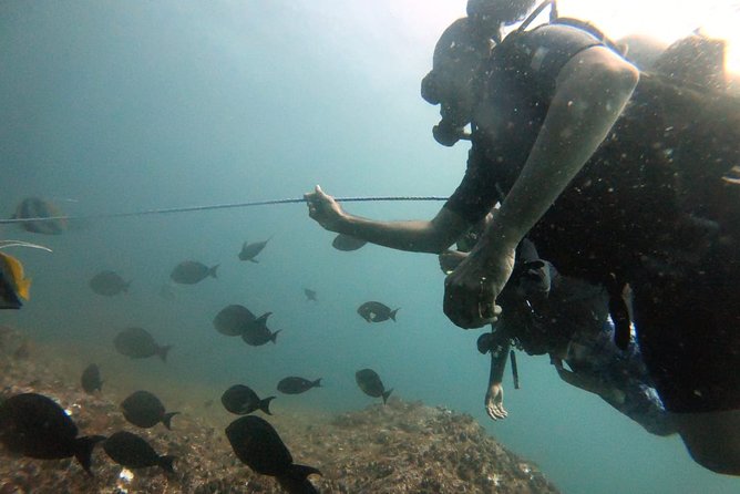 Scuba Diving in Mirissa - Timing, pickup, and the Mirissa meeting point