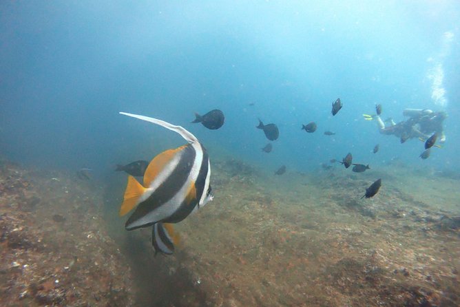 Scuba Diving in Mirissa - Weather and sea conditions