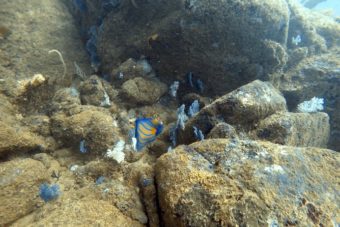 Scuba Diving in Mirissa - Who will enjoy this most?