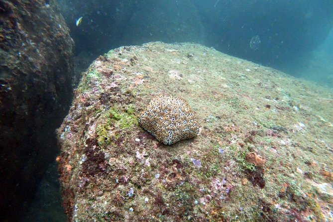 Scuba Diving in Unawatuna - A maximum of five people changes the feel