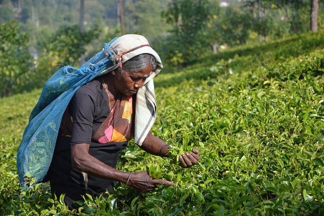 Shore Excursion From Colombo port to Ingiriya Tea Plantation & back for 2 People - Seeing Ceylon tea from leaf to factory