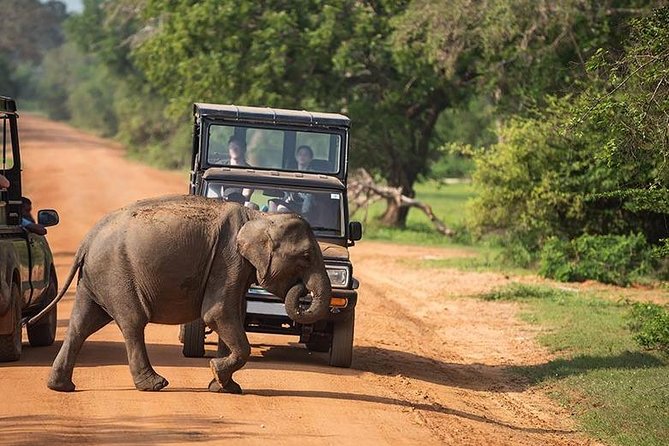 Shore Excursion Hambantota Port to Yala Safari and Come back(All Inclusive) - What the private format really gives you