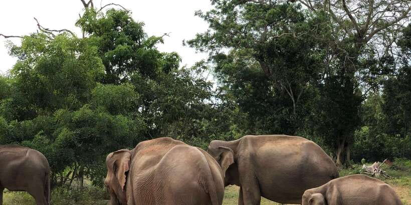 Sigiriya and Dambulla Private Full-Day Tour - Should you book it?