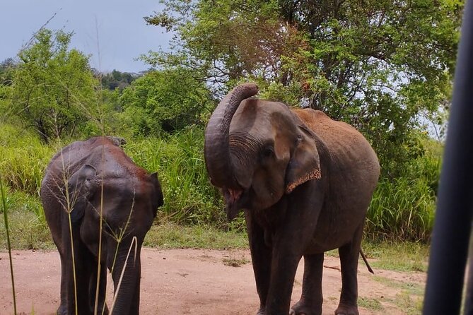 Sigiriya, Dambulla and Minneriya National Park Private Tour In - Sigiriya Lion Rock and its 1,200 steps