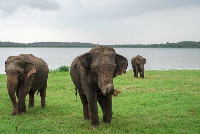 Sigiriya Hike & Minneriya Safari Private Full Day Tour - Why the elephant gathering matters