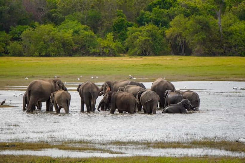 Sigiriya Lion Rock Hike & Minneriya National Park Safari - Why this Sigiriya and safari combination works