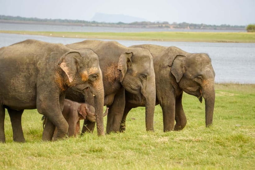 Sigiriya Lion Rock Hike & Minneriya National Park Safari - Climbing Sigiriya Lion Rock in about three hours