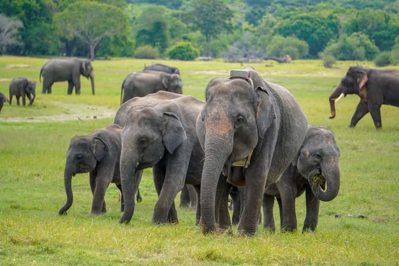Sigiriya Lion Rock Hike & Minneriya National Park Safari - Starting from Dambulla, Sigiriya, Habarana, or Kandalama