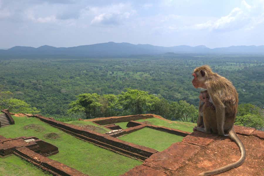 Sigiriya: Sigiriya or Pidurangala Sunrise/Sunset Hike - What happens after the hike
